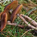 Cortinarius uraceus (zasłonak czerniejący)