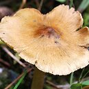 Inosperma cervicolor (włókniak płowy)