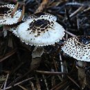 Lepiota felina (czubajeczka czarnołuskowa)