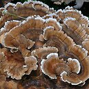 Trametes ochracea (wrośniak strefowany)