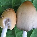 Coprinellus ellisii