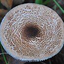 Lepiota pseudolilacea (czubajeczka różowobrązowa)