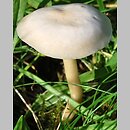 Clitocybe agrestis (lejkówka wąskoblaszkowa)