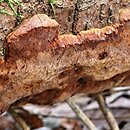 Phellinus lundellii (czyreń wąskoszczecinkowy)