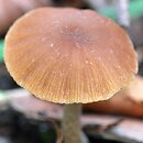 Psathyrella olympiana (kruchaweczka czerwonobrązowa)