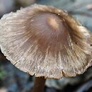 Mycena silvae-nigrae