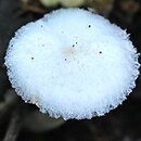 Leucoagaricus sericifer f. sericifer