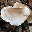 Tricholoma boudieri