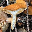 Lactarius aurantiofulvus