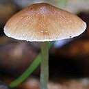 Psathyrella atomatoides