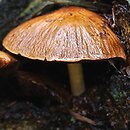 Psathyrella pertinax (kruchaweczka ziarnista)