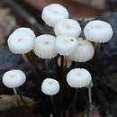 Marasmius rotula (twardzioszek obrożowy)