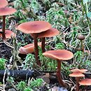 Laccaria purpureobadia (lakówka purpurowobrązowa)