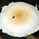 Lepiota subalba (czubajeczka białokremowa)