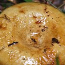 Lactarius leonis