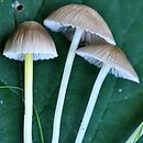 Mycena pelliculosa