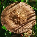 Inocybe cincinnata var. major (strzępiak ciemny)