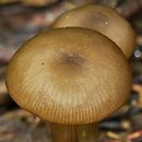 Entoloma politum (dzwonkówka błotna)