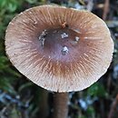 Inocybe assimilata (strzępiak bury)