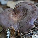 Lactarius trivialis (mleczaj niebieskawy)