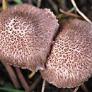 Inocybe cincinnata (strzępiak liliowowierzchołkowy)