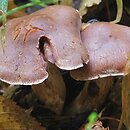 Cortinarius lucorum (zasłonak borowikowy)