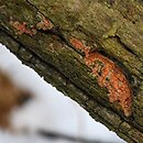 Ceriporia purpurea (woszczynka purpurowa)