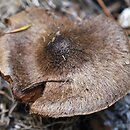 Inocybe relicina (strzępiak żółtoblaszkowy)