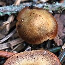 Galerina heimansii (hełmówka czerwonawoblaszkowa)