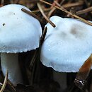 Hygrophorus piceae (wodnicha świerkowa)