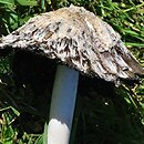 Coprinus palmeranus