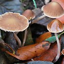 Psathyrella orbicularis