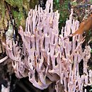 Ramaria stricta var. concolor