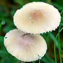 Mycena olivaceomarginata (grzybówka oliwkowoostrzowa)