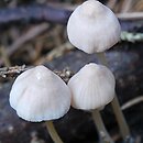 Mycena leptocephala (grzybówka chlorowonna)