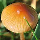 Conocybe spicula (stożkówka omączonotrzonowa)