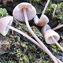 Mycena flavescens (grzybówka żółtawa)