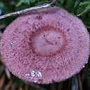 Lactarius spinulosus