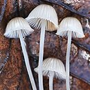 Mycena pseudopicta (grzybówka białawoostrzowa)