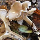 Clitocybe vibecina (lejkówka rowkowana)