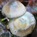 Psilocybe serbica (łysiczka serbska)