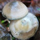 Psilocybe arcana