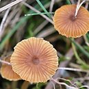 Galerina graminea (hełmówka murawowa)