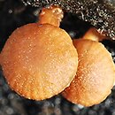 Galerina pallida