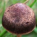 Panaeolus fimicola (kołpaczek ciemnoszary)