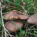 Entoloma ortonii