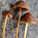 Conocybe juniana var. subsejuncta