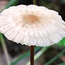 Marasmius torquescens (twardzioszek żółtobrązowy)