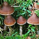 Cortinarius albovariegatus