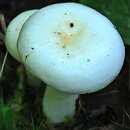 Russula pseudoraoultii